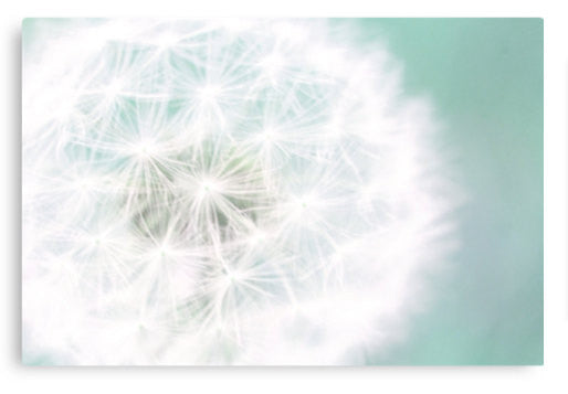 Dandelion Gallery Wrapped Canvas, Ready to Hang