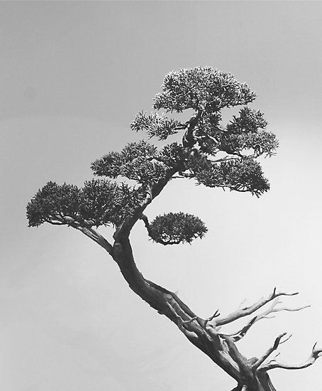 Bonsai Tree Fine Art Photograph, Print, Black and White Nature Photography