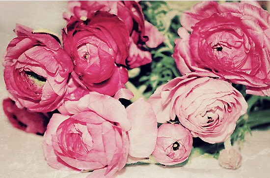 Pink Ranunculus fine art print, Paris Decor,  Pastel Photograph, Floral photography, pink, green, flowers, Nature Photo