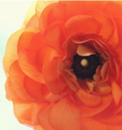 Flower Photography, Ranunculus Print, Orange, Coral, Ranunculus Flower Print, Wall Art, Flower Photo, Floral Wall Decor