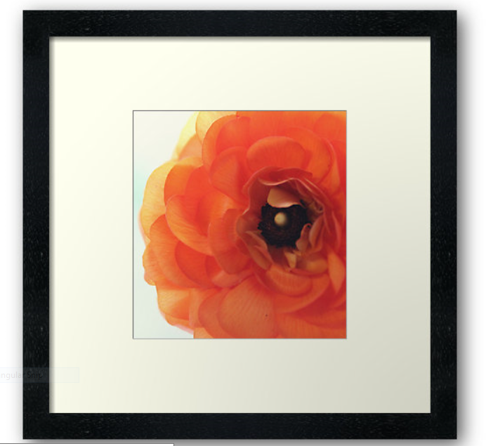Orange Ranunculus Photography Print